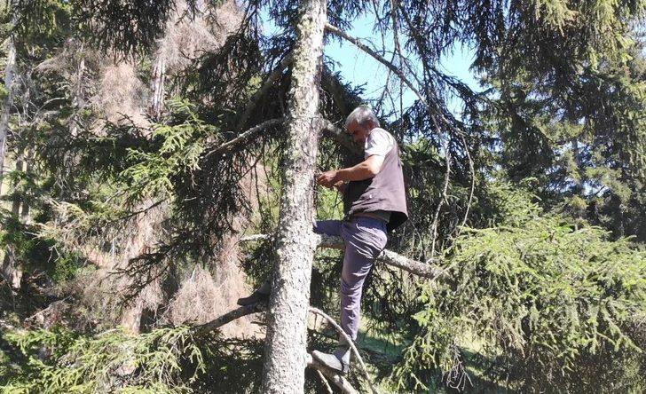 'Çam sakızı çoban armağanı' atasözü tarih oldu! Kilosu altınla yarışıyor... G3