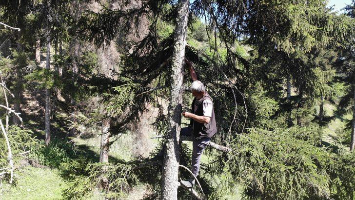 'Çam sakızı çoban armağanı' atasözü tarih oldu! Kilosu altınla yarışıyor... G4