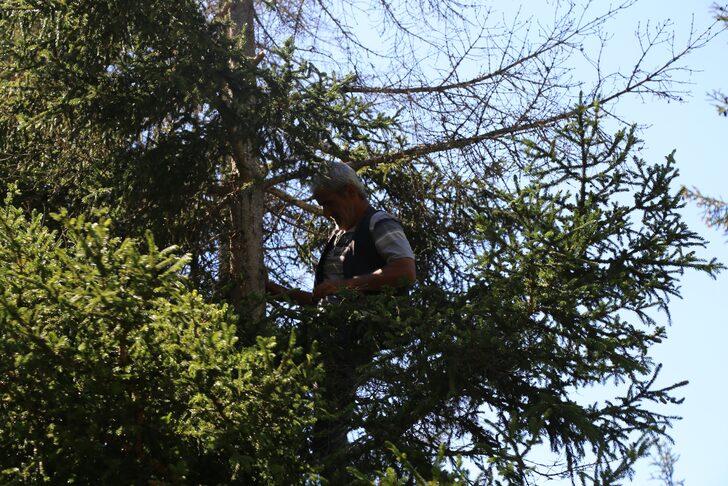 'Çam sakızı çoban armağanı' atasözü tarih oldu! Kilosu altınla yarışıyor... G5