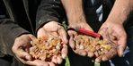 The price of pine gum, whose weight is one thousand lire, competes with gold.