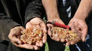 'Çam sakızı çoban armağanı' atasözü tarih oldu! Kilosu altınla yarışıyor...