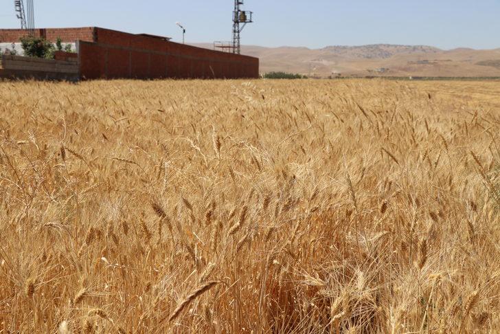 Batman'da buğday hasat şenliği yapıldı G1