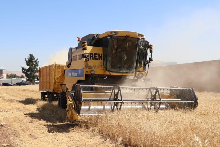 Batman'da buğday hasat şenliği yapıldı G2