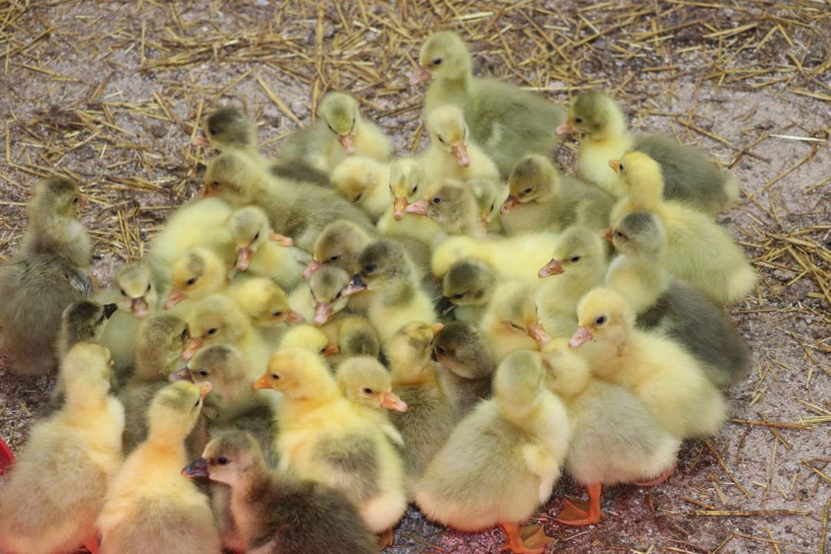 Yozgat'ta eski cezaevi binası tarımsal &uuml;retim merkezi oldu