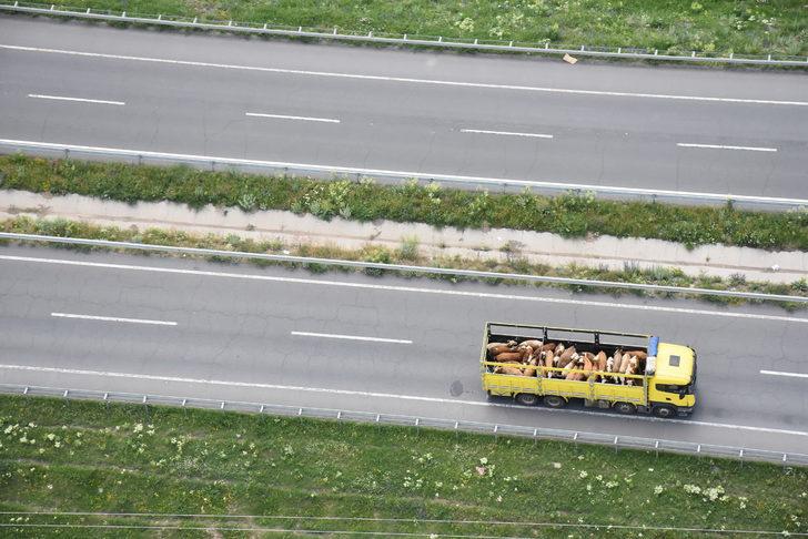 Kars'ta jandarma ekipleri kurbanlık sevklerini helikopterle denetledi G5