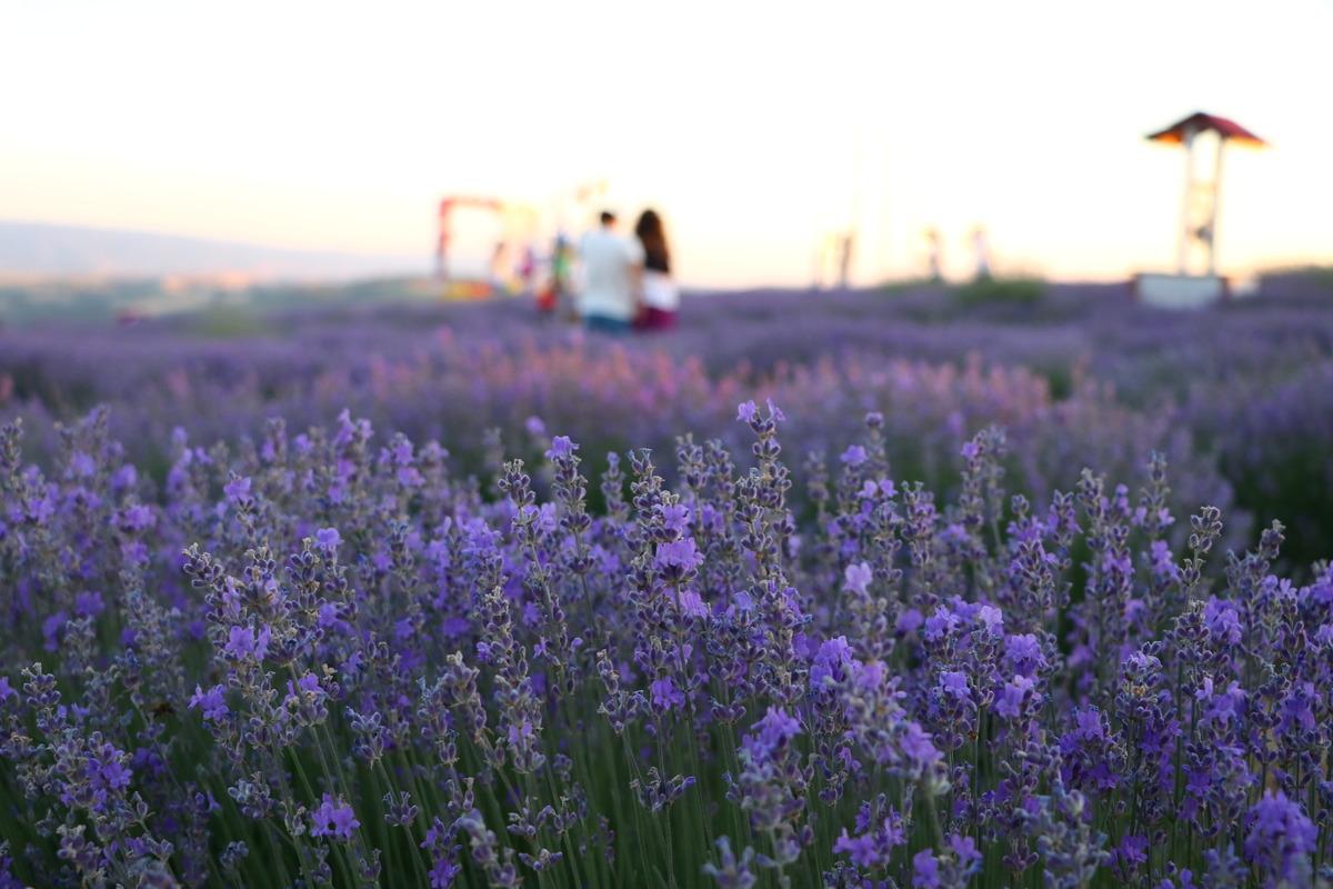 "Tekirdağ Lavanta G&uuml;nleri"' 24-25 Haziran'da ger&ccedil;ekleştirilecek