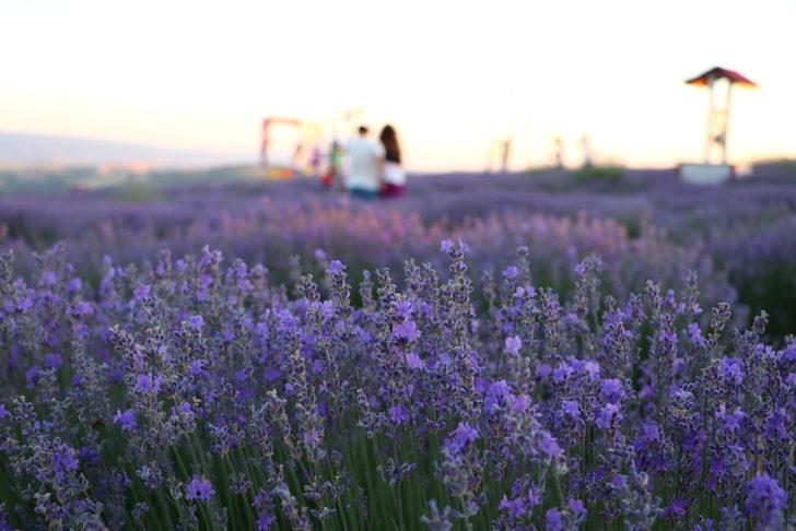 "Tekirdağ Lavanta Günleri"' 24-25 Haziran'da gerçekleştirilecek G1