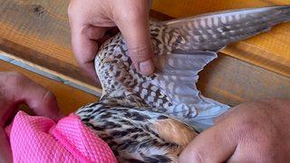 Iğdır'da sıcaklardan etkilenen atmaca tedavi altına alındı