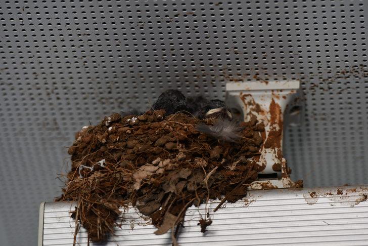 Kahramanmaraş'ta kırlangıçlar hastane koridoruna yuva yaptı G1