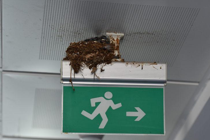 Kahramanmaraş'ta kırlangıçlar hastane koridoruna yuva yaptı G2