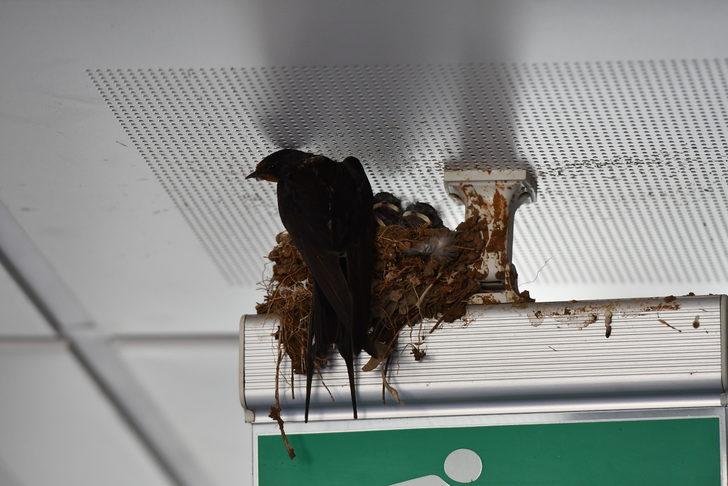 Kahramanmaraş'ta kırlangıçlar hastane koridoruna yuva yaptı G3