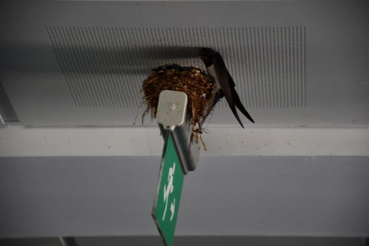 Kahramanmaraş'ta kırlangıçlar hastane koridoruna yuva yaptı G4