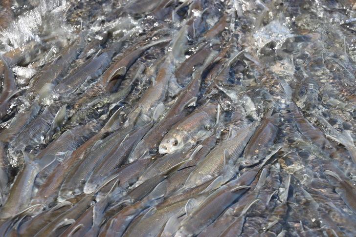 İnci kefallerinin tatlı sulara göçü sürüyor G1