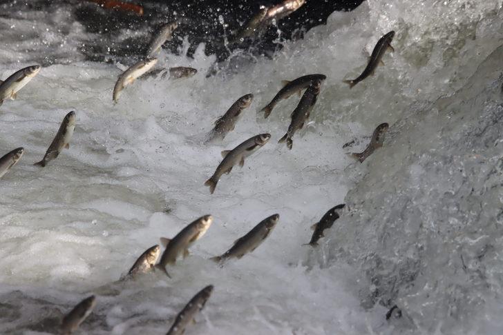 İnci kefallerinin tatlı sulara göçü sürüyor G2