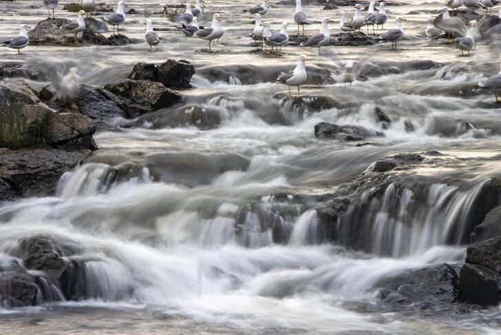 İnci kefallerinin tatlı sulara göçü sürüyor G3