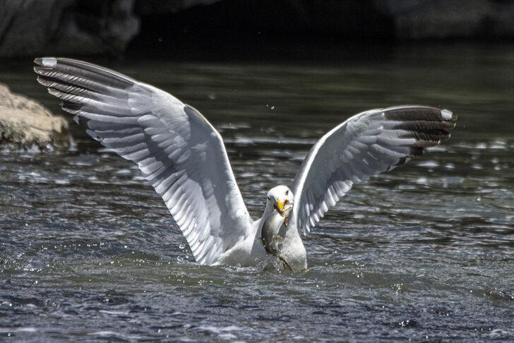 İnci kefallerinin tatlı sulara göçü sürüyor G4