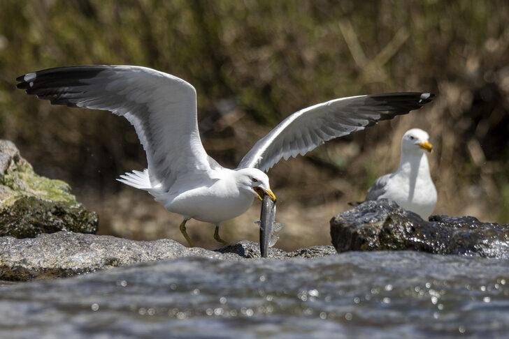 İnci kefallerinin tatlı sulara göçü sürüyor G5