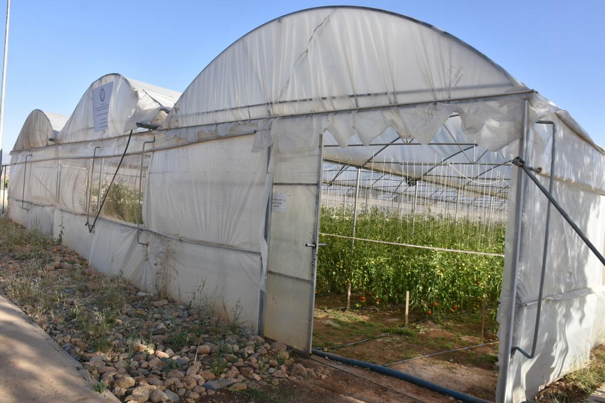 Şırnak &Uuml;niversitesi yerleşkesinde kurulan serada ilk hasat yapıldı