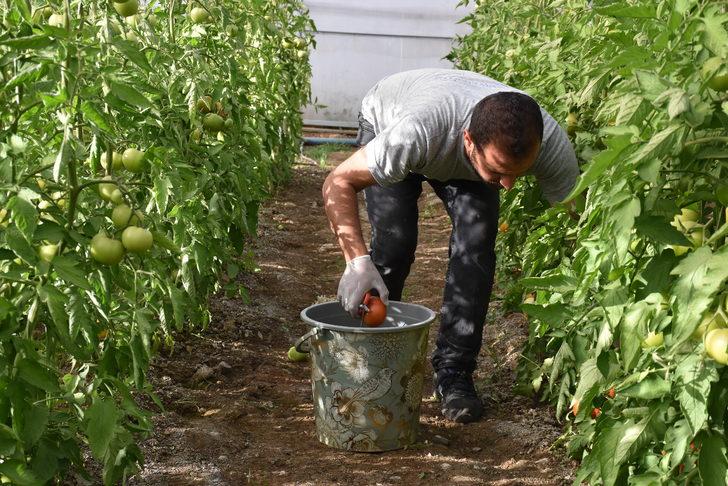 Şırnak Üniversitesi yerleşkesinde kurulan serada ilk hasat yapıldı G2