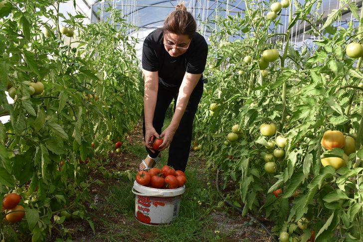 Şırnak Üniversitesi yerleşkesinde kurulan serada ilk hasat yapıldı G3