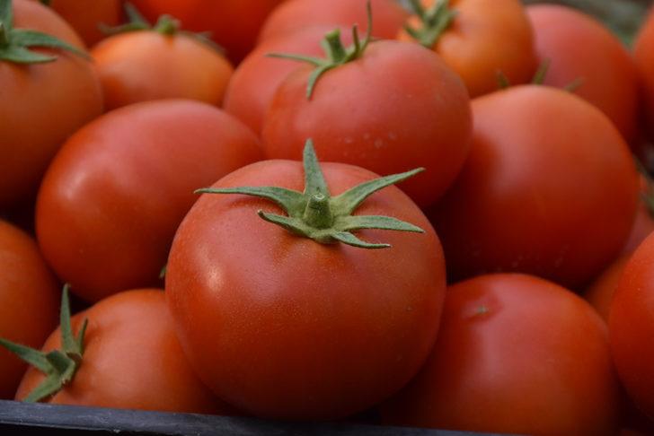 Şırnak Üniversitesi yerleşkesinde kurulan serada ilk hasat yapıldı G5