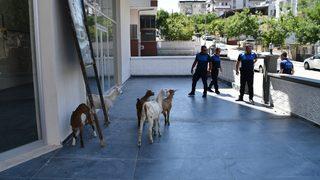 Aydın'da sahipleri tarafından başıboş bırakılan keçiler toplatıldı