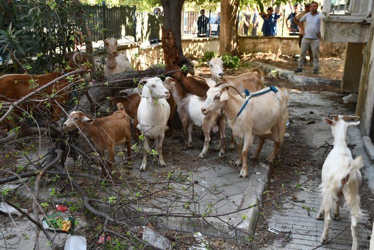 Aydın'da sahipleri tarafından başıboş bırakılan keçiler toplatıldı G3