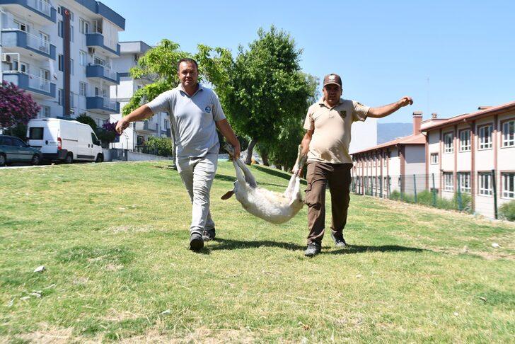 Aydın'da sahipleri tarafından başıboş bırakılan keçiler toplatıldı G4