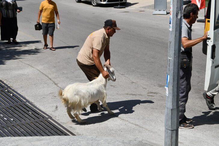 Aydın'da sahipleri tarafından başıboş bırakılan keçiler toplatıldı G5