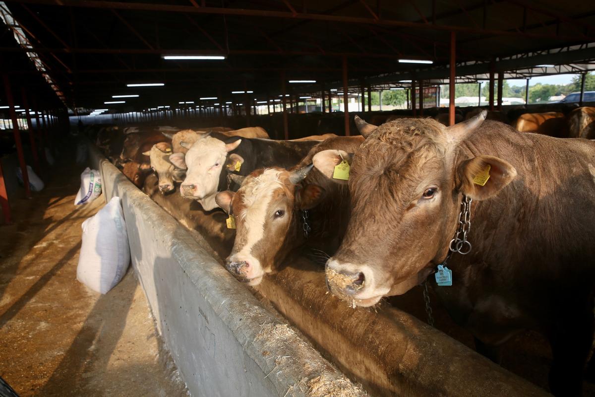 Kurbanlıkların İstanbul'a girişi 24 Haziran'da başlayacak