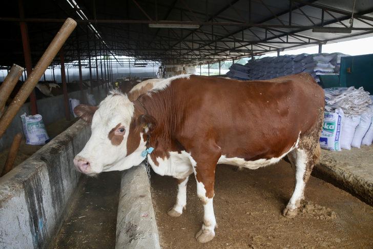 Kurbanlıkların İstanbul'a girişi 24 Haziran'da başlayacak G2