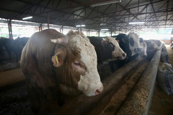 Kurbanlıkların İstanbul'a girişi 24 Haziran'da başlayacak G3