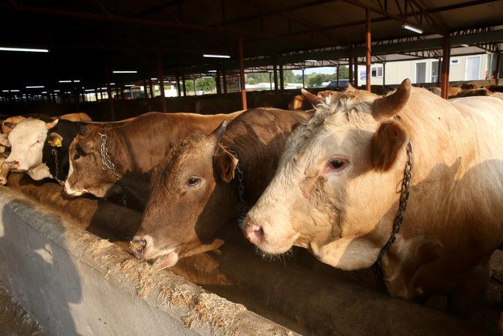 Kurbanlıkların İstanbul'a girişi 24 Haziran'da başlayacak G4