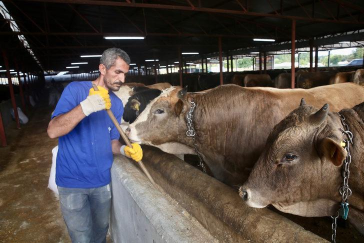 Kurbanlıkların İstanbul'a girişi 24 Haziran'da başlayacak G5