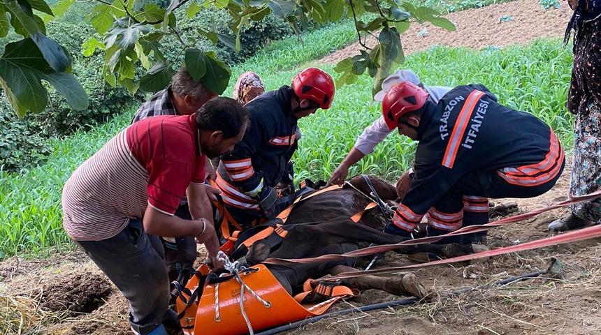 Trabzon'da yamaçtan yuvarlanan ineği itfaiye ekipleri kurtardı
