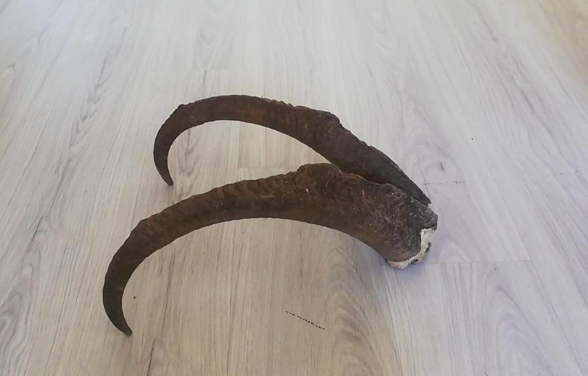 Adıyaman'da evinde dağ ke&ccedil;isi boynuzu ele ge&ccedil;irilen kişiye 513 bin lira para cezası