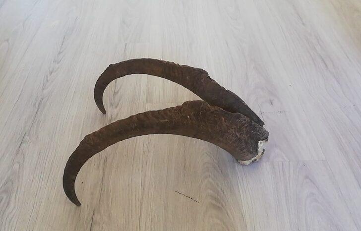 Adıyaman'da evinde dağ keçisi boynuzu ele geçirilen kişiye 513 bin lira para cezası G1