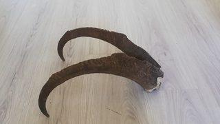 Adıyaman'da evinde dağ keçisi boynuzu ele geçirilen kişiye 513 bin lira para cezası