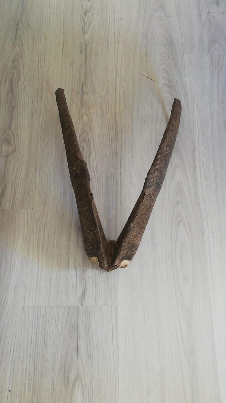 Adıyaman'da evinde dağ keçisi boynuzu ele geçirilen kişiye 513 bin lira para cezası G2