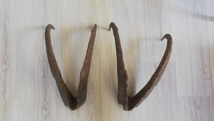 Adıyaman'da evinde dağ keçisi boynuzu ele geçirilen kişiye 513 bin lira para cezası G3