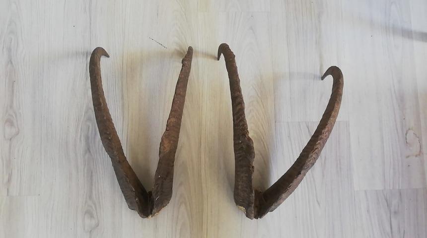 Adıyaman'da cep yakan boynuz cezası! 513 bin lirasından oldu