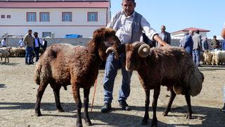 Ağrı'da aylardır özenle bakılan kurbanlıklar pazara indi
