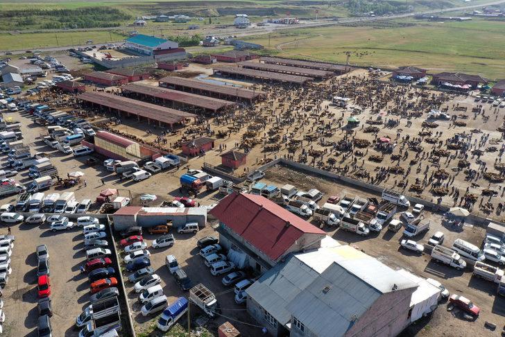 Ağrı'da aylardır özenle bakılan kurbanlıklar pazara indi G2