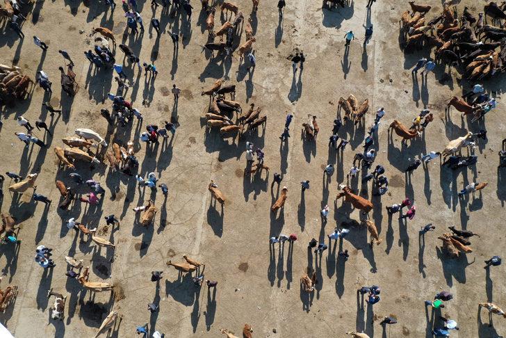 Ağrı'da aylardır özenle bakılan kurbanlıklar pazara indi G3