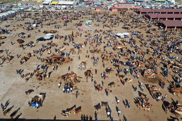 Ağrı'da aylardır özenle bakılan kurbanlıklar pazara indi G4