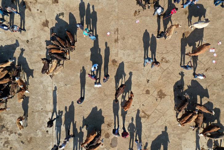 Ağrı'da aylardır özenle bakılan kurbanlıklar pazara indi G5