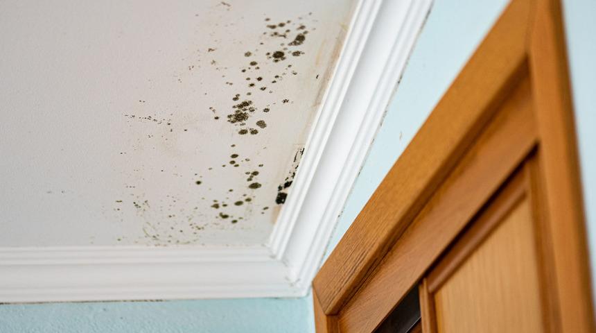 İnsanı canından bezdiren tavan lekesinden anında kurtulun