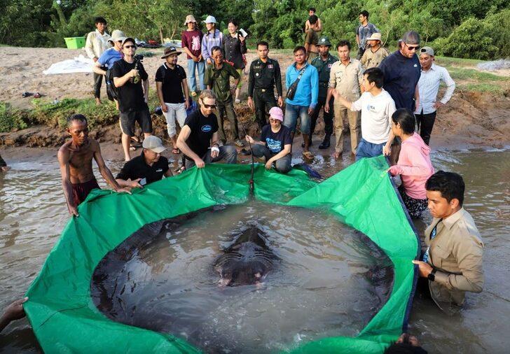 Dünyanın en büyük tatlı su balığı Kamboçya'da yakalandı! Uzunluğu 4 metre, ağırlığı 300 kilo