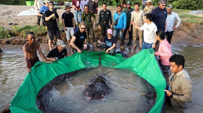 Dünyanın en büyük tatlı su balığı Kamboçya'da yakalandı! Uzunluğu 4 metre, ağırlığı 300 kilo