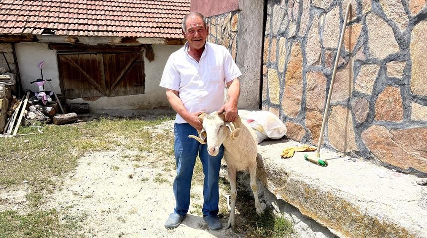 Satılan koç eski sahibine geri döndü! '2 bin 500 liraya sattım, 3 bin 500 liraya geri aldım'